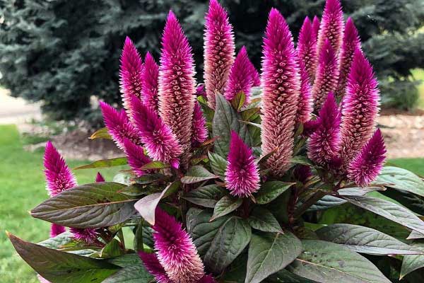 آمارانت یا تاج خروس چیست؟ دانه‌‌‌‌‌‌‌‌ای باستانی با فواید چشمگیر